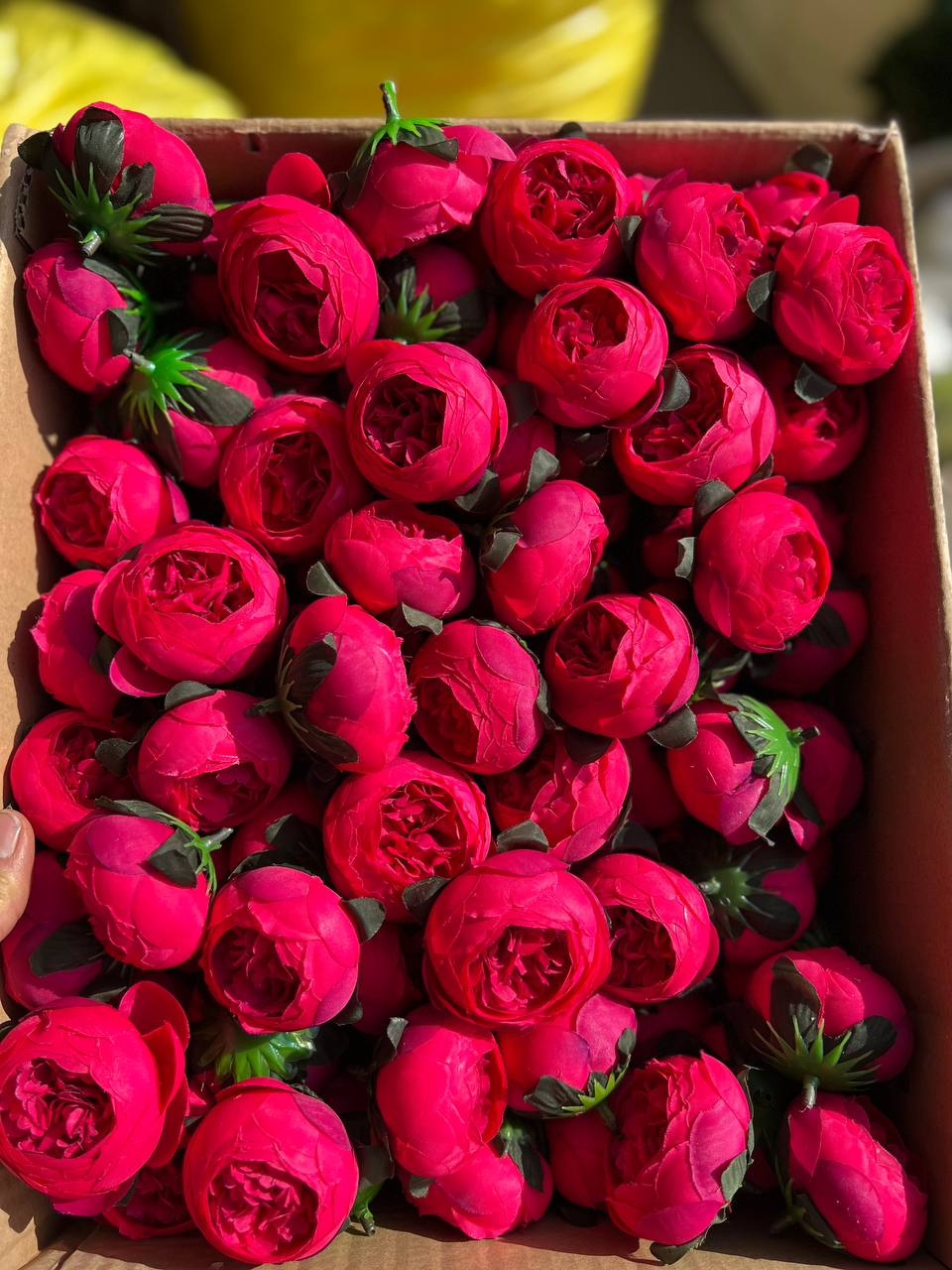 سرگل پیونی متوسط رنگ سرخ ابی ۱۰عددی