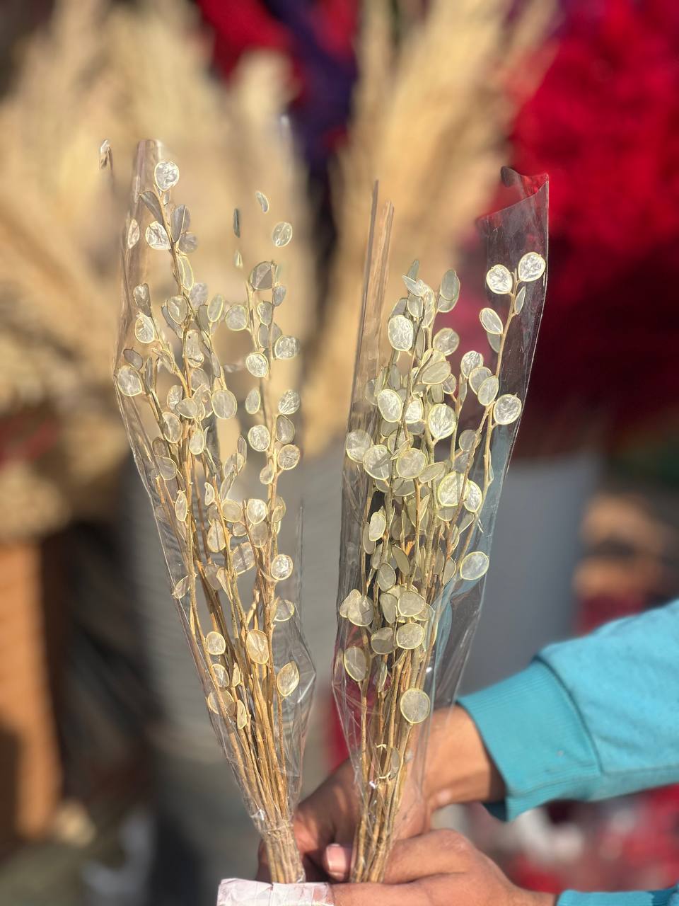 گل خشک سکه ای (لوناریا) کیفیت ممتاز