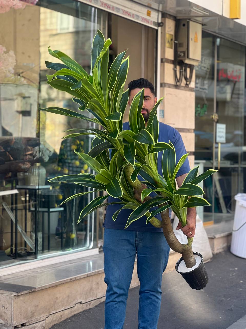 دراسینا سه شاخه حدودا ۲ متر