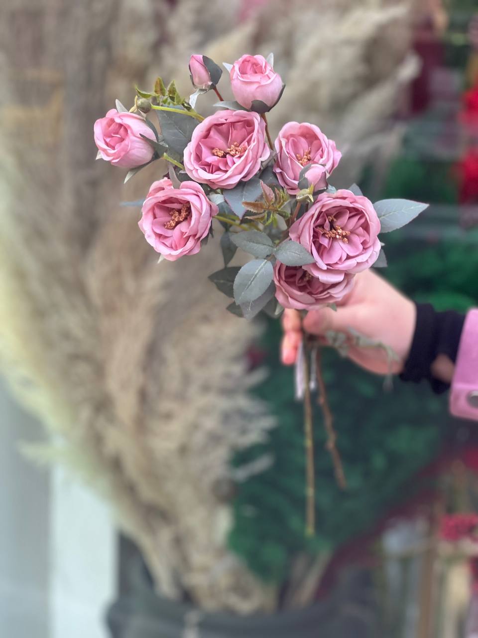 رز ژولیت ۳گل و دو غنچه ارتفاع۶۵ رنگ صورتی