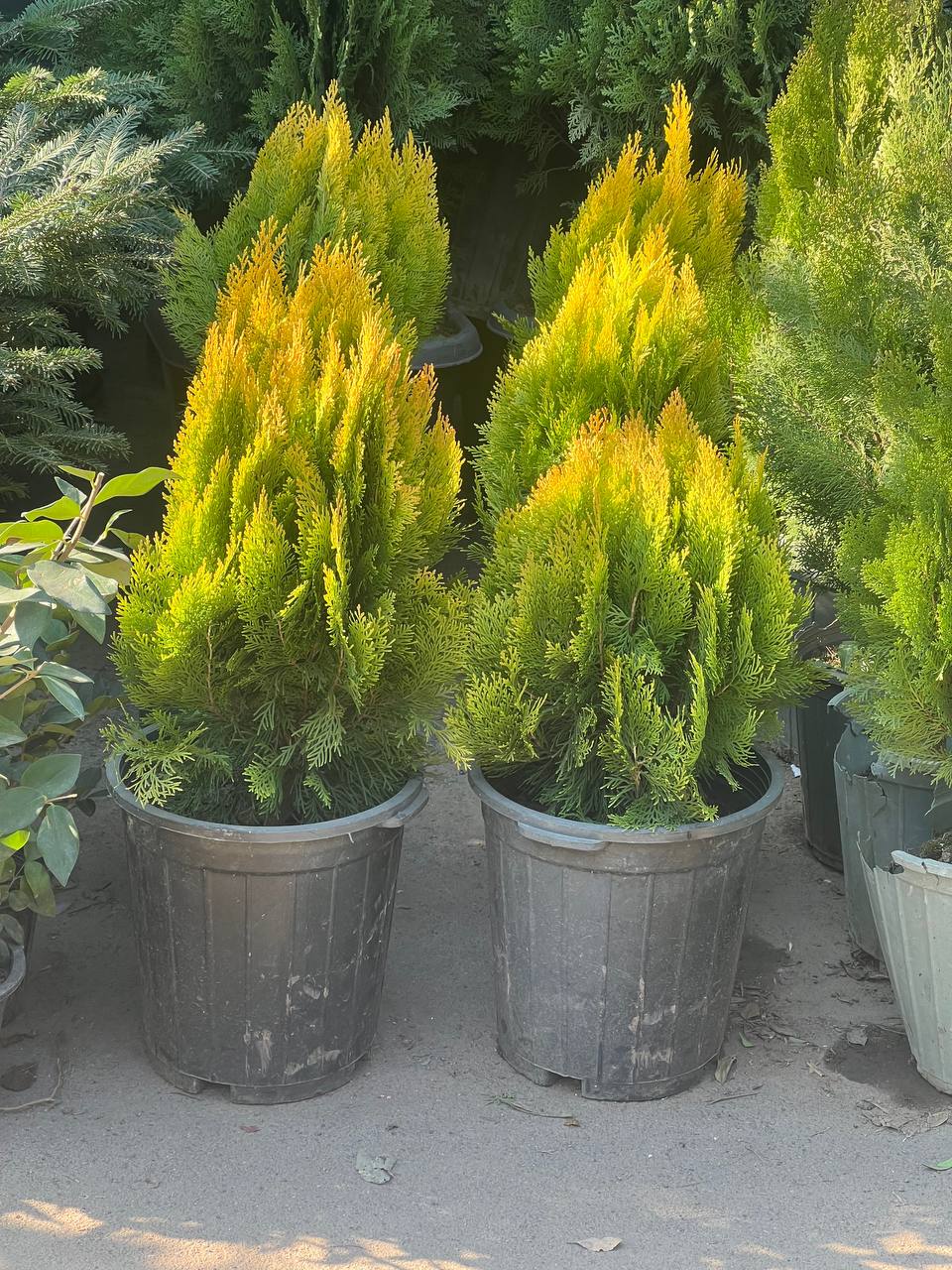 کاج کامیس سایز کوچک