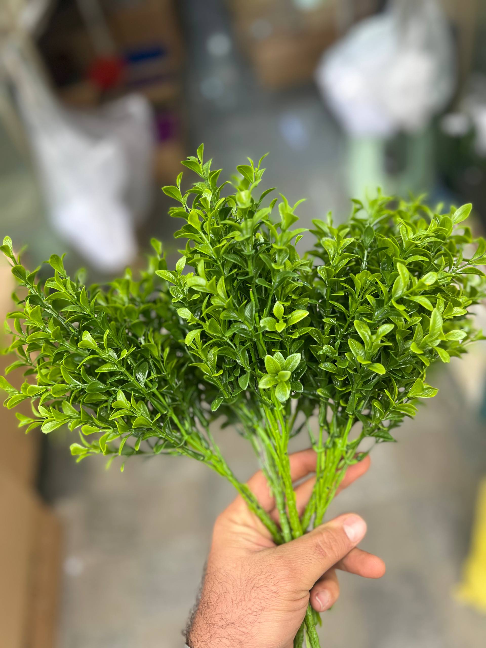 بوته اناری رنگ سبز ۱عددی
