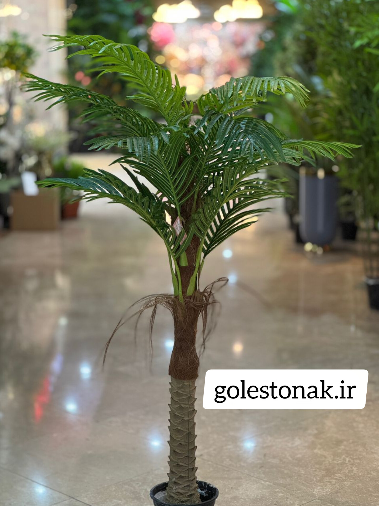 درختچه نخل ارتفاع160