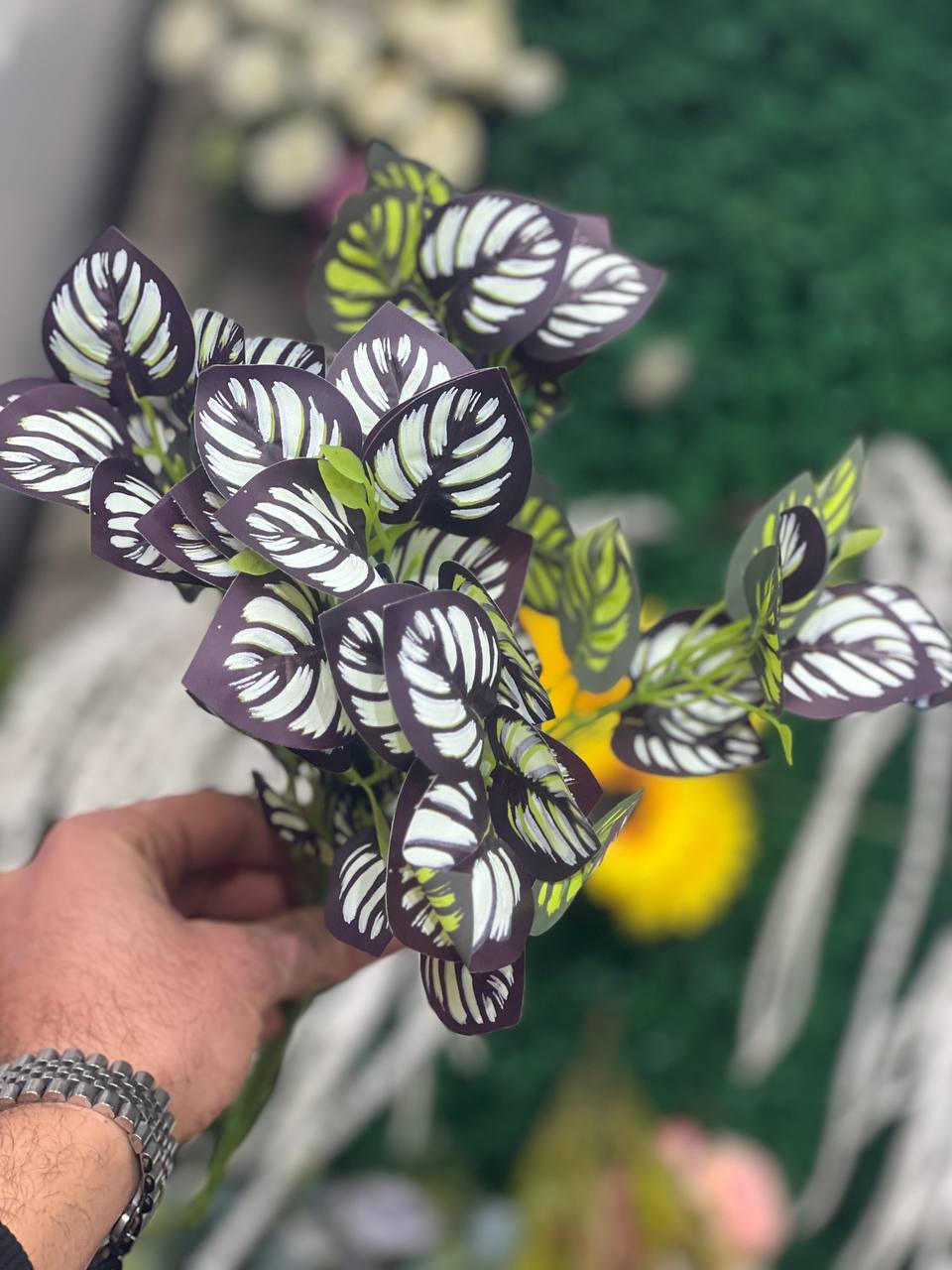 بوته برگ لمسی