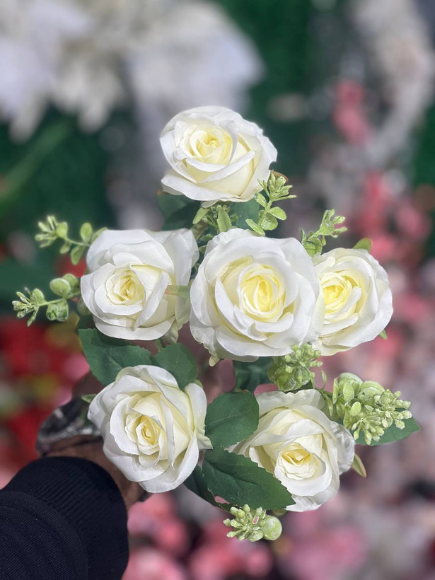بوته رز 6گل رنگ سفید وارداتی
