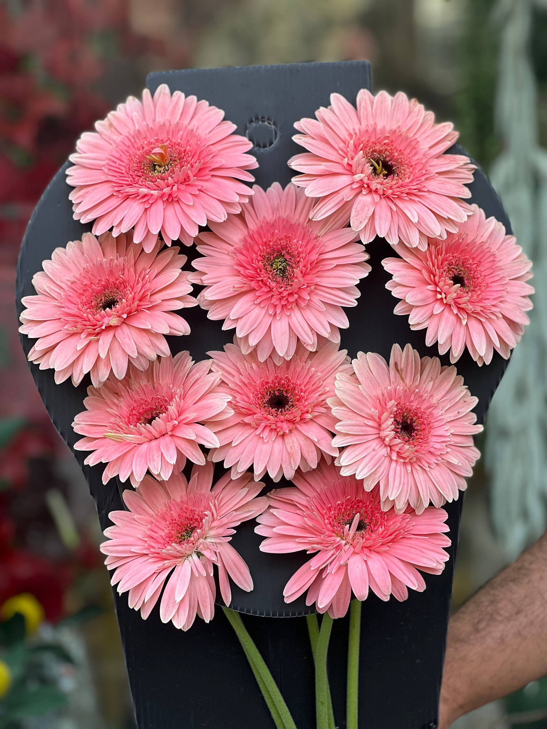 گل طبیعی ژربرا صورتی دسته ۱۰عددی