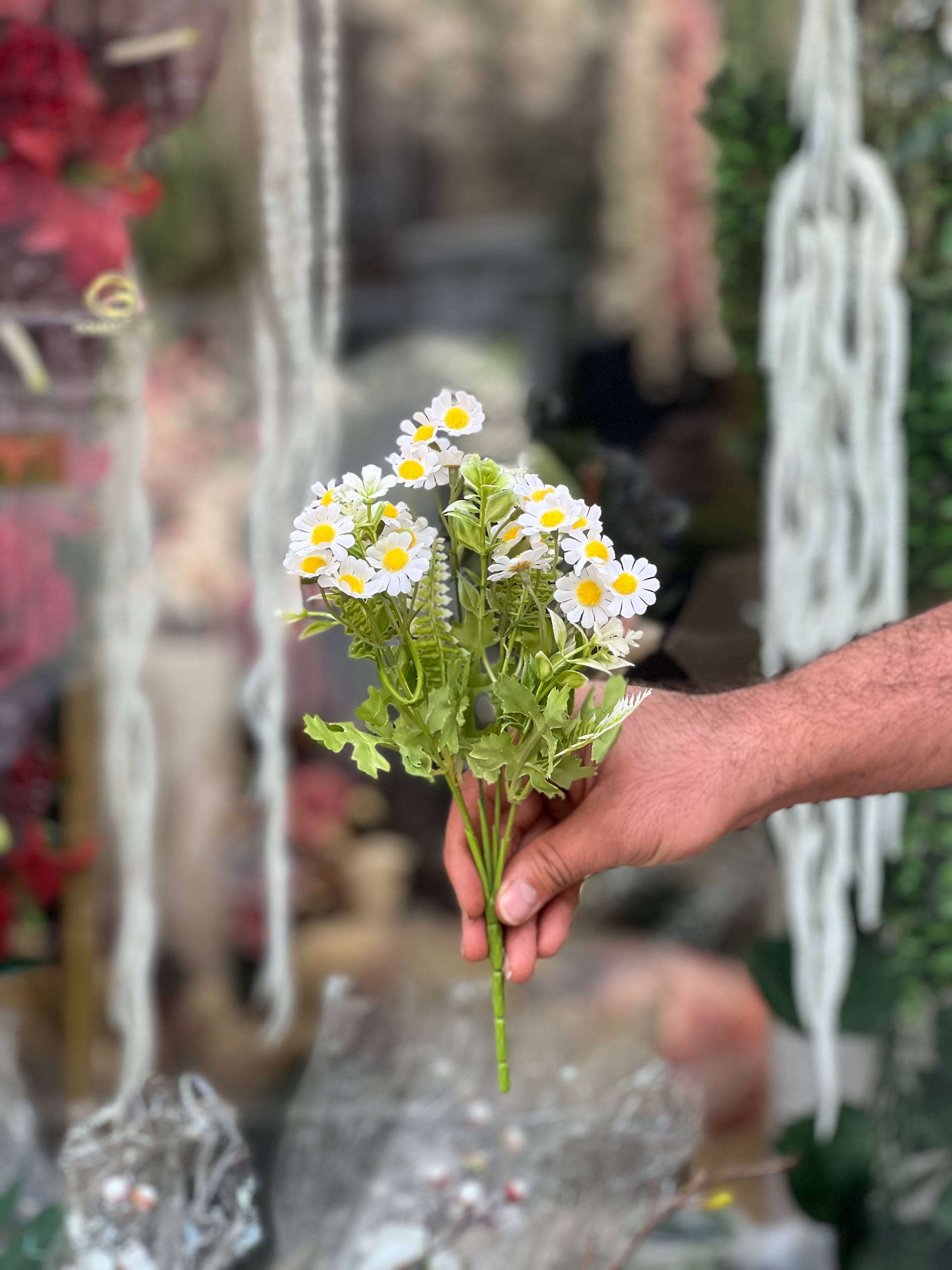 بوته بابونه سرگل کوچک رنگ (سفید)