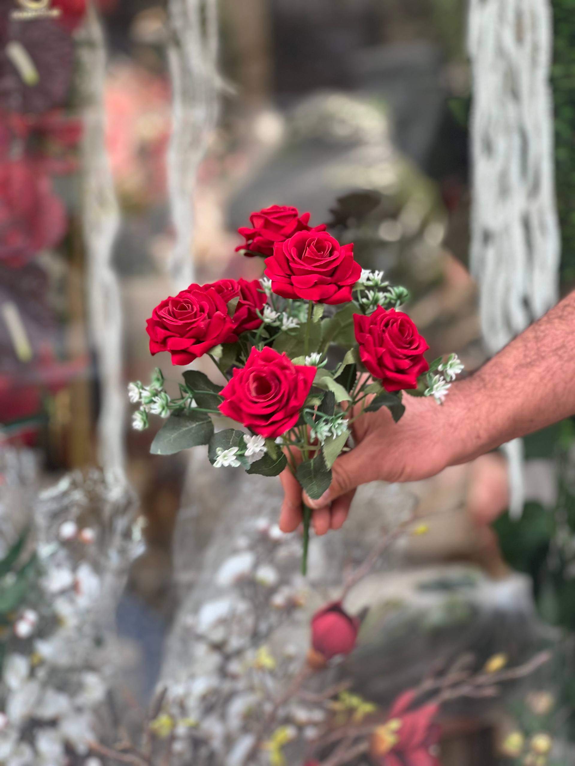 بوته رز مخملی ۶گل وارداتی