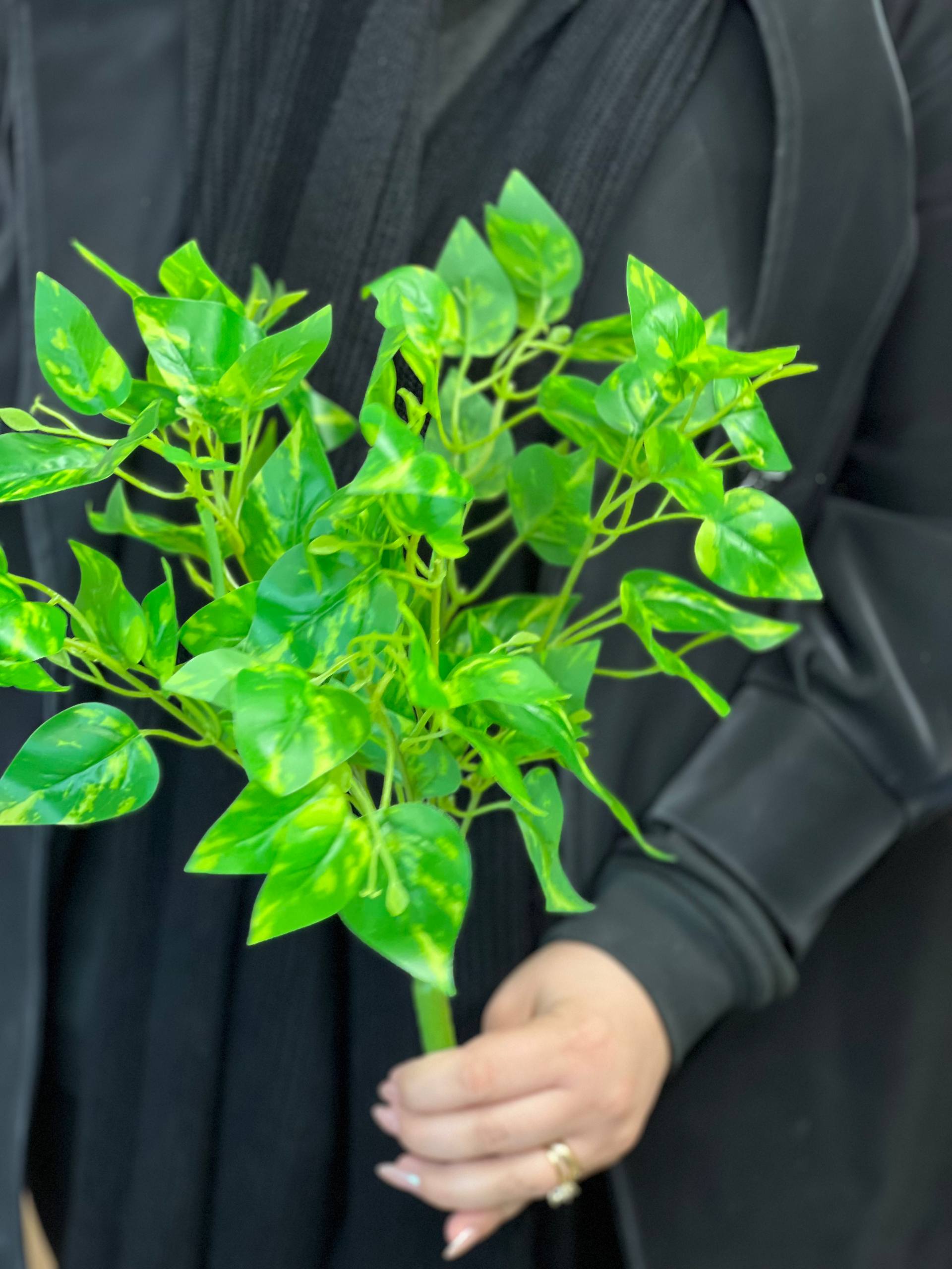 بوته پتوس ابلق لمسی