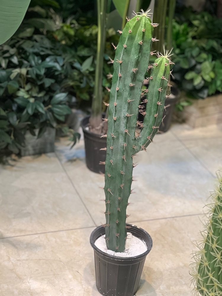 کاکتوس مصنوعی وارداتی درجه1 ارتفاع۸۰
