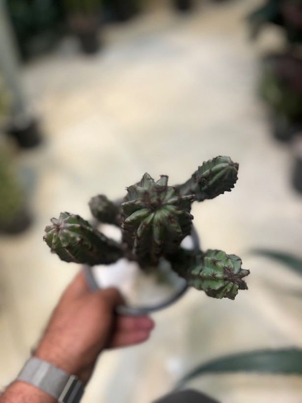 کاکتوس مصنوعی وارداتی درجه1 رومیزی سبز تیره (ارتفاع بدون گلدان۳۰سانتی)