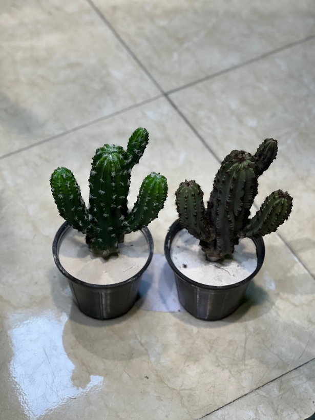 کاکتوس مصنوعی وارداتی درجه1 رومیزی سبز تیره (ارتفاع بدون گلدان۳۰سانتی)