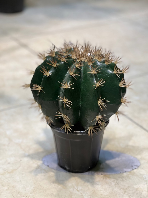 کاکتوس مصنوعی وارداتی درجه1 رومیزی مدل توپی