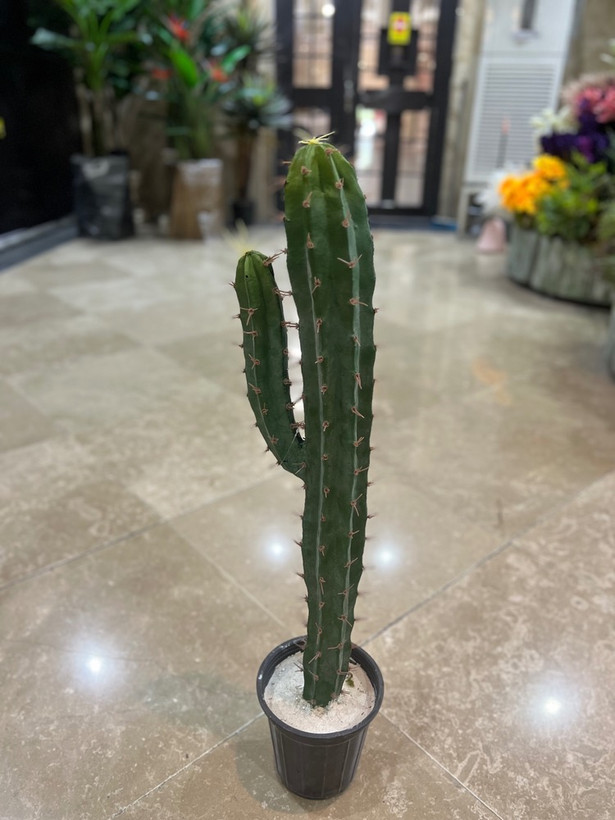کاکتوس مصنوعی وارداتی درجه1 ارتفاع۸۰