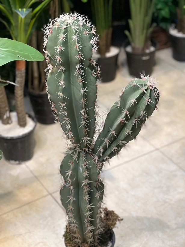 کاکتوس مصنوعی وارداتی مدل دو تنه درجه1