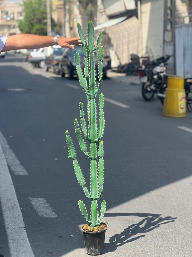 کاکتوس مصنوعی وارداتی مدل افوربیا درجه1 (165سانتی)