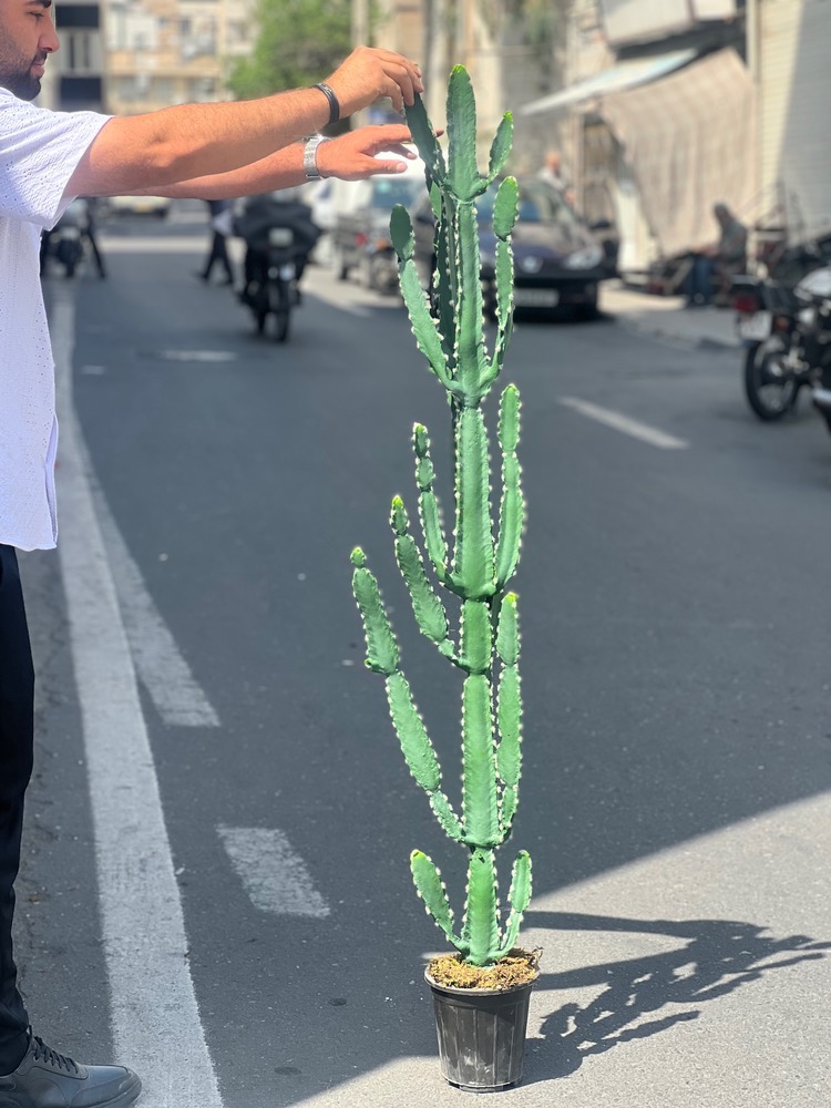 کاکتوس مصنوعی وارداتی مدل افوربیا درجه1 (165سانتی)