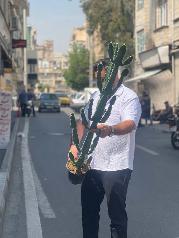 کاکتوس مصنوعی وارداتی مدل افوربیا درجه1 (165سانتی)