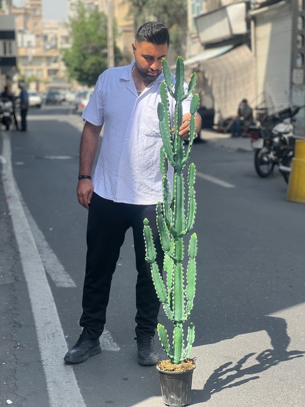 کاکتوس مصنوعی وارداتی مدل افوربیا درجه1 (165سانتی)