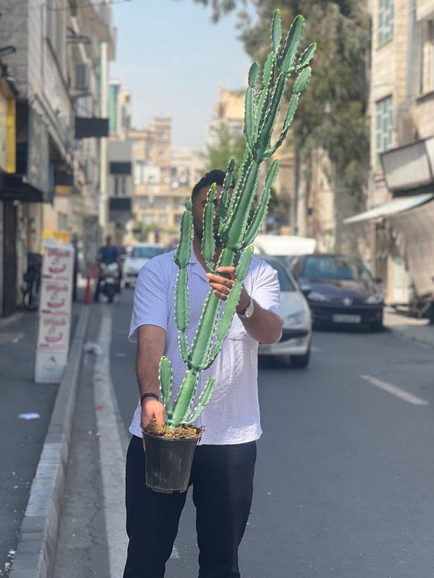 کاکتوس مصنوعی وارداتی مدل افوربیا درجه1 (165سانتی)