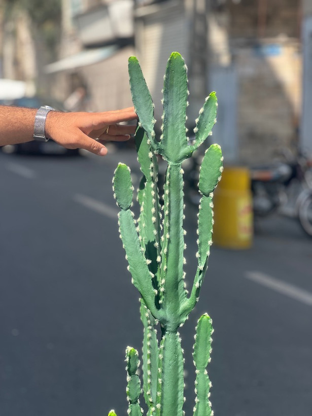 کاکتوس مصنوعی وارداتی مدل افوربیا درجه1 (165سانتی)