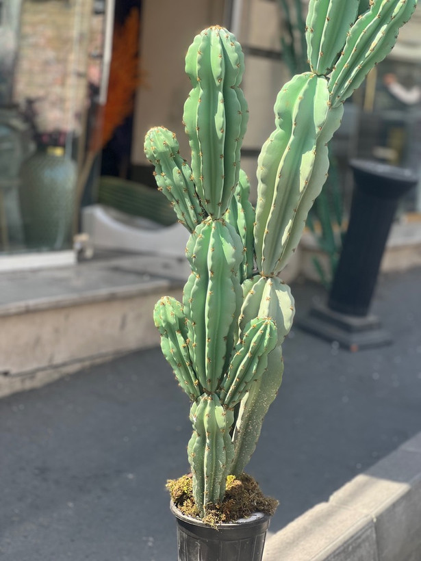کاکتوس مصنوعی وارداتی مدل صخره ای دوبوته درجه1 (135سانتی)