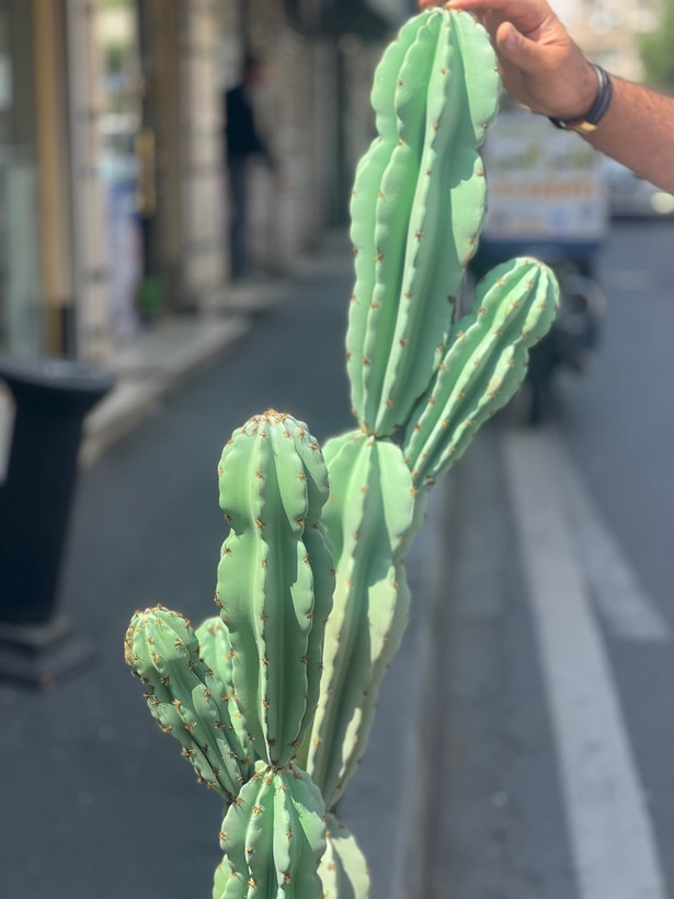 کاکتوس مصنوعی وارداتی مدل صخره ای دوبوته درجه1 (135سانتی)