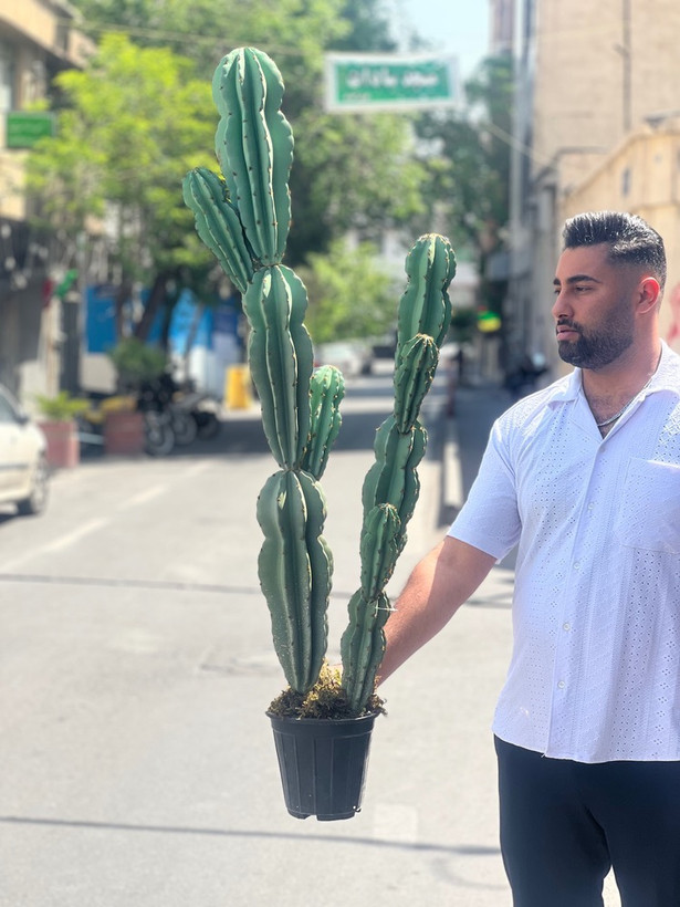 کاکتوس مصنوعی وارداتی مدل صخره ای دوبوته درجه1 (135سانتی)