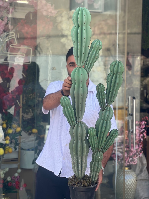 کاکتوس مصنوعی وارداتی مدل صخره ای دوبوته درجه1 (135سانتی)