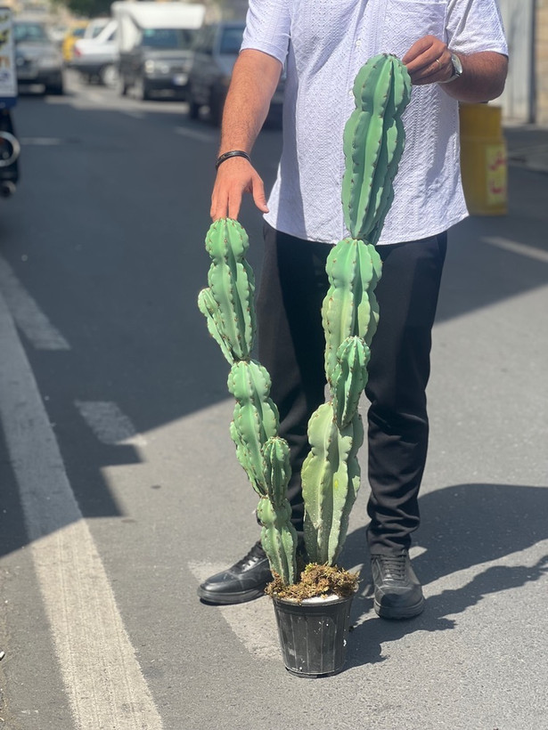 کاکتوس مصنوعی وارداتی مدل صخره ای دوبوته درجه1 (135سانتی)