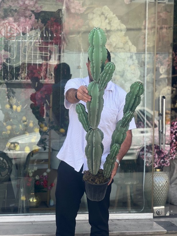 کاکتوس مصنوعی وارداتی مدل صخره ای دوبوته درجه1 (135سانتی)