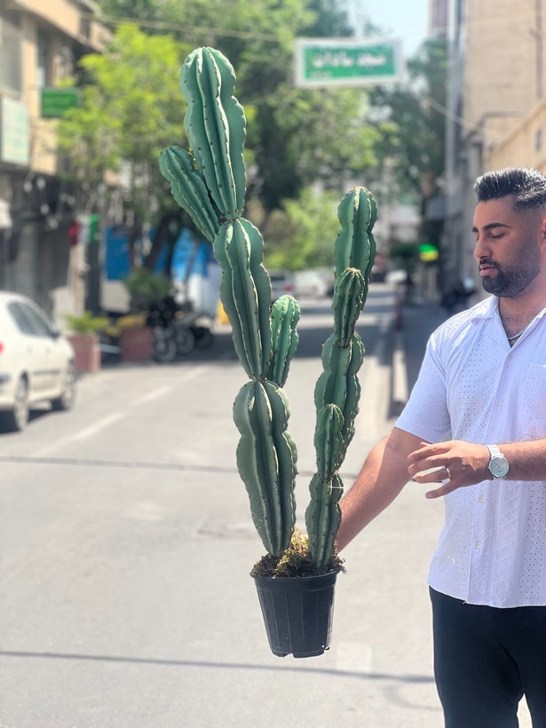 کاکتوس مصنوعی وارداتی مدل صخره ای دوبوته درجه1 (135سانتی)