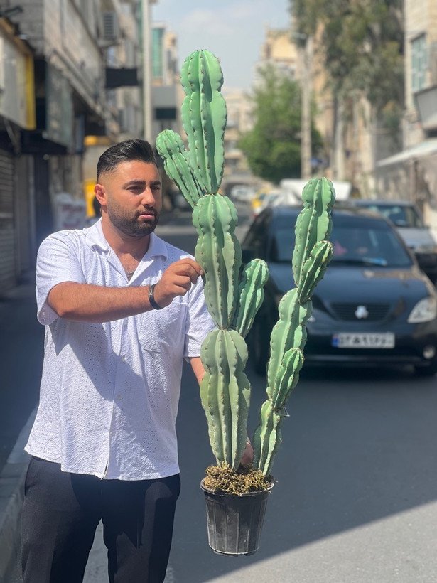کاکتوس مصنوعی وارداتی مدل صخره ای دوبوته درجه1 (135سانتی)