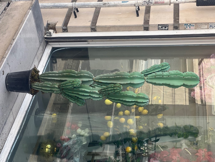 کاکتوس مصنوعی وارداتی مدل صخره ای دوبوته درجه1 (135سانتی)