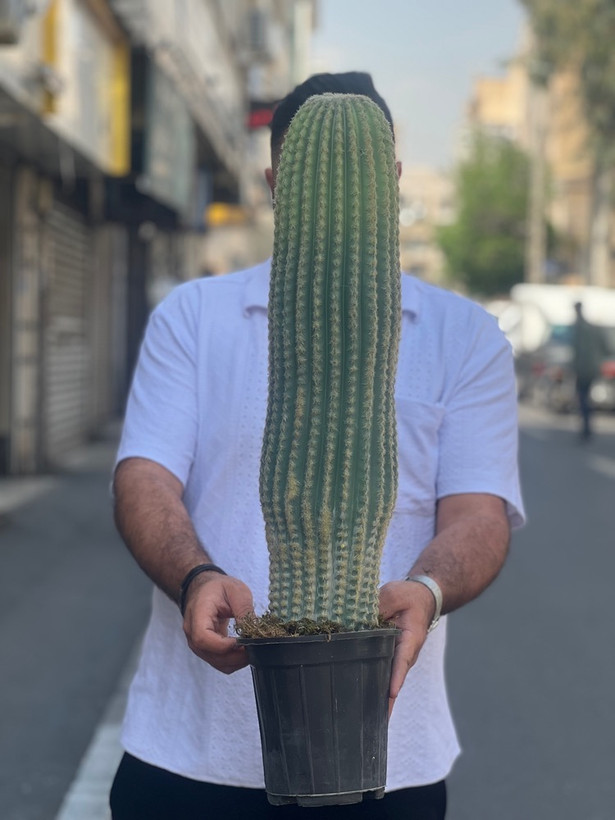 کاکتوس مصنوعی وارداتی مدل سرئوس تک تنه درجه1 (75سانتی)