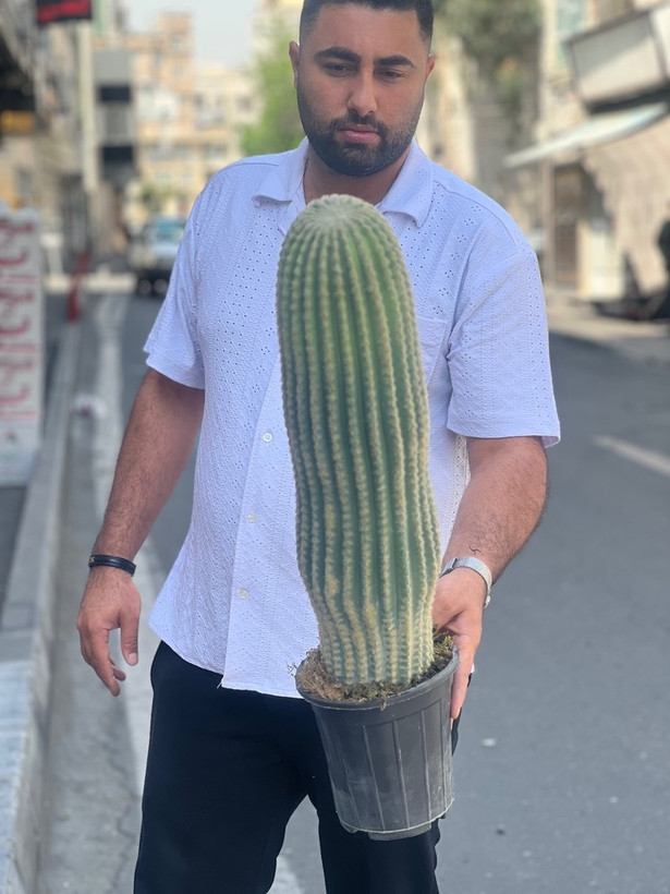 کاکتوس مصنوعی وارداتی مدل سرئوس تک تنه درجه1 (75سانتی)