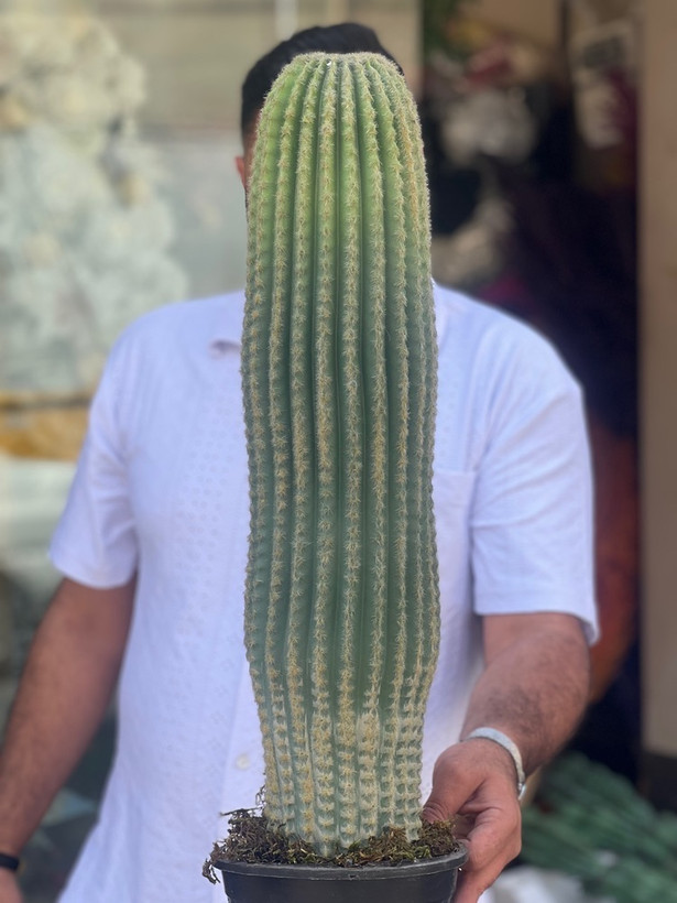 کاکتوس مصنوعی وارداتی مدل سرئوس تک تنه درجه1 (75سانتی)