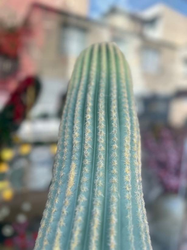 کاکتوس مصنوعی وارداتی مدل سرئوس تک تنه درجه1 (75سانتی)