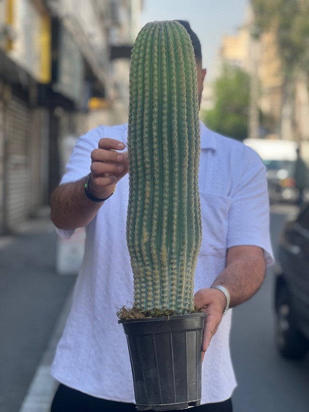 کاکتوس مصنوعی وارداتی مدل سرئوس تک تنه درجه1 (75سانتی)
