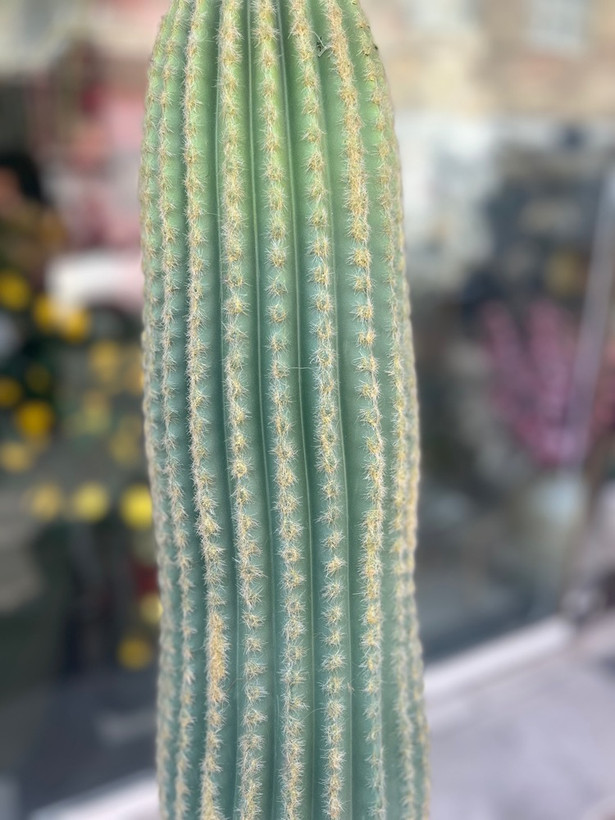 کاکتوس مصنوعی وارداتی مدل سرئوس تک تنه درجه1 (75سانتی)