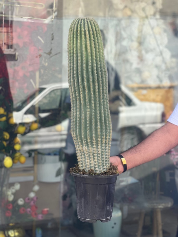کاکتوس مصنوعی وارداتی مدل سرئوس تک تنه درجه1 (75سانتی)