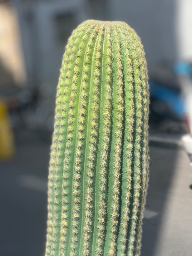 کاکتوس مصنوعی وارداتی مدل سرئوس تک تنه درجه1 (75سانتی)
