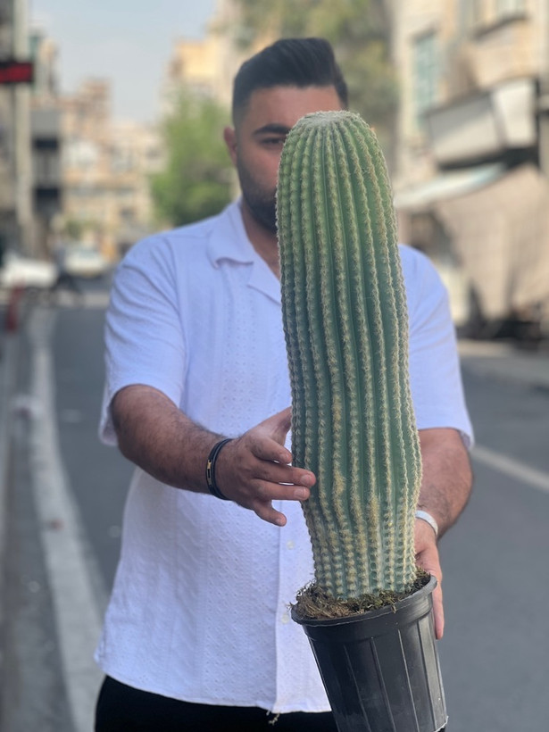 کاکتوس مصنوعی وارداتی مدل سرئوس تک تنه درجه1 (75سانتی)