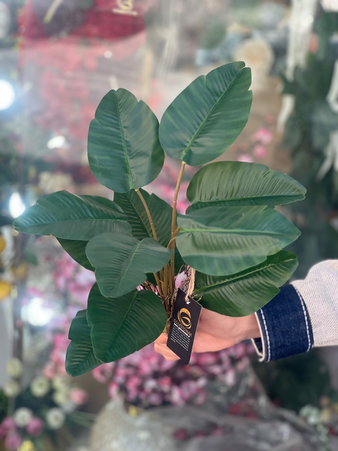 بوته برگ انجیری برلی کیفیت درجه۱ وارداتی