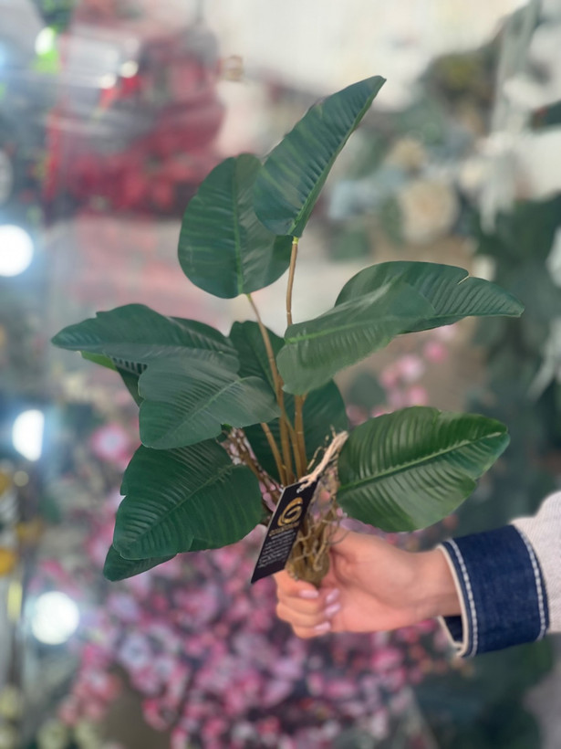 بوته برگ انجیری برلی کیفیت درجه۱ وارداتی