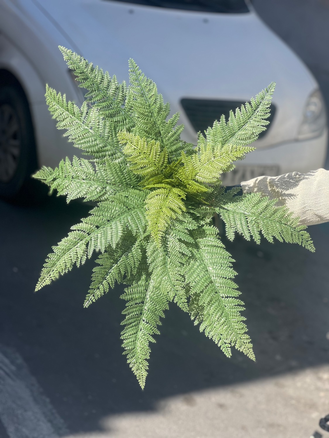 بوته سرخس لمسی وارداتی سایز بزرگ