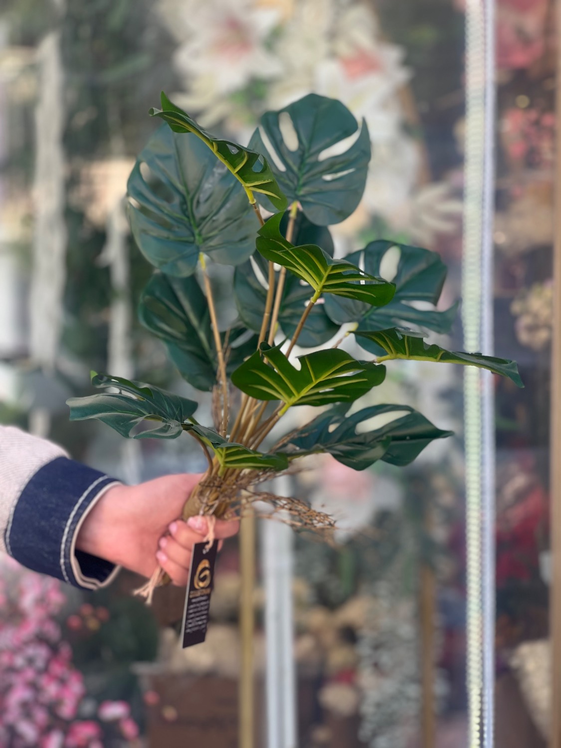 بوته برگ انجیری لمسی وارداتی