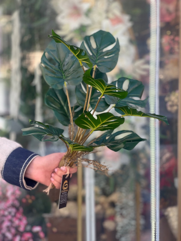 بوته برگ انجیری لمسی وارداتی