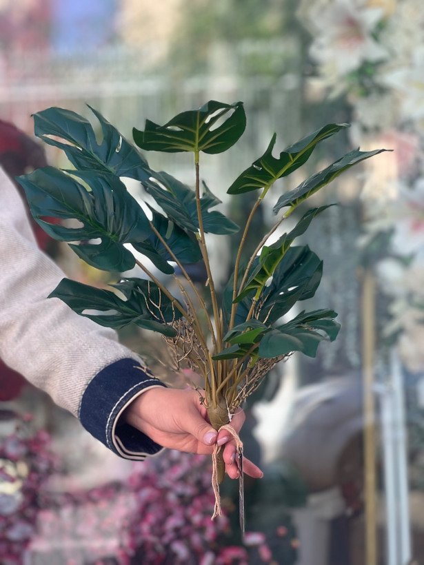 بوته برگ انجیری لمسی وارداتی