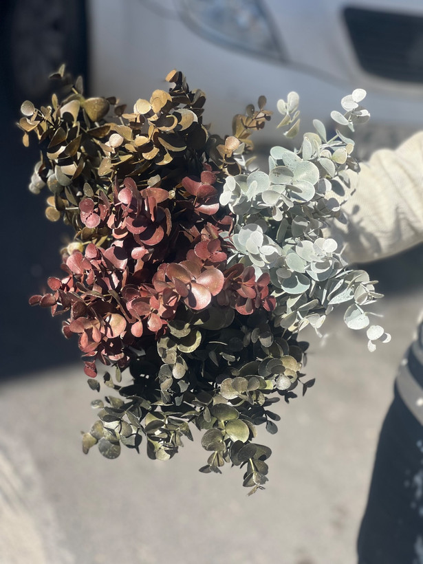 اکالیپتوس مدل خیس